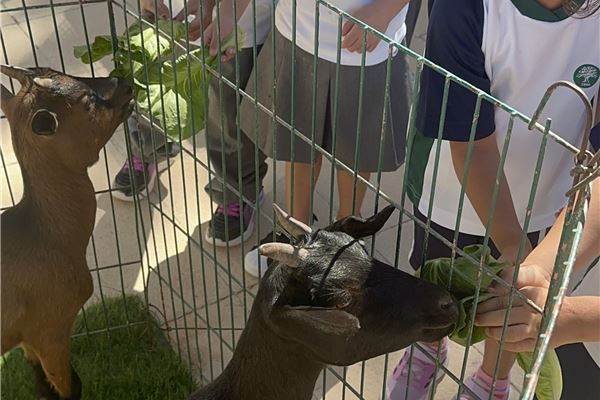 KG Petting Zoo (AY 25-26)